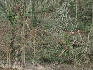 Along the bottom of 40 Acre Wood