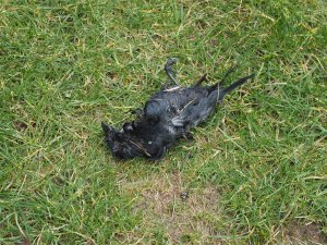 Dead rooks and jackdaws