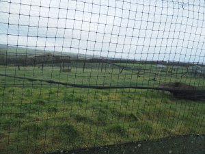 laying pens will never be used again