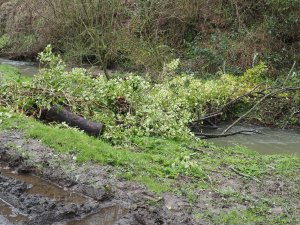 The tree which felled the telephone and power lines below Parnall’s Hill