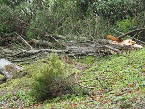 Another leylandii by the Top Lodge