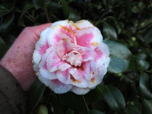 Camellia ‘Look Away’