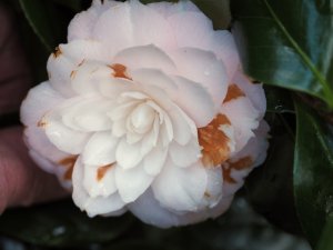 Camellia ‘Sweet Olive’