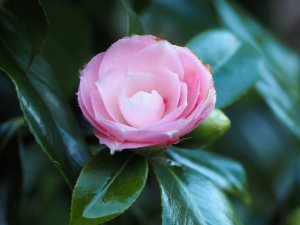 Camellia ‘Sweet Olive’