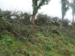 Hedge laying below Lane Close