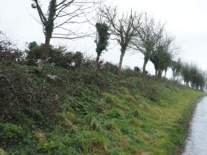 Hedge laying below Lane Close