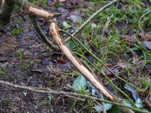 Rabbits nibble the bark