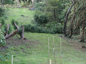 This little leylandii