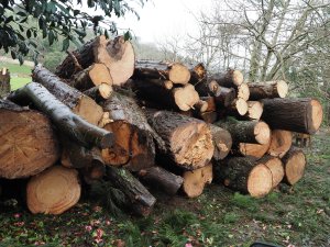 Where I narrowly avoided being crushed