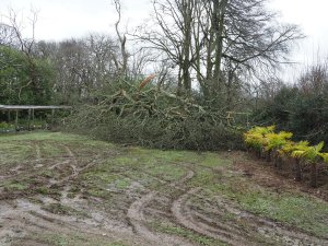 A large tree down at Burncoose