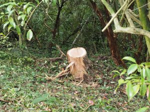 The stump of the newly cut up Record Eucalyptus nicholii