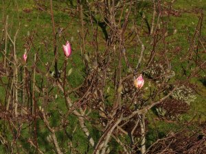 The first Magnolia showing colour in Tin Garden