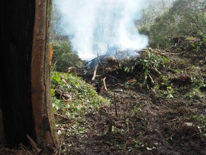 The end of the beech by the Main Quarry