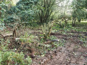 half of the oak by George’s Hut