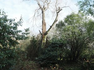 half of the oak by George’s Hut