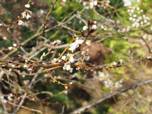 Prunus conradinae (P. hirtipes)