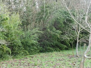 Three huge leylandii down