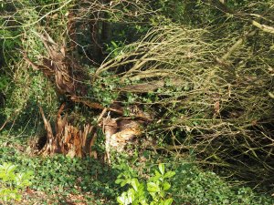 Three huge leylandii down