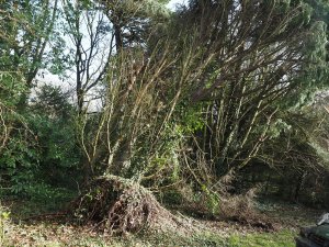 Three huge leylandii down