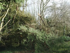 Three huge leylandii down