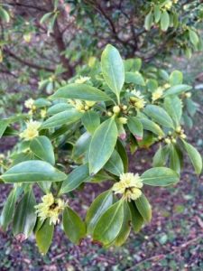 Illicium anisatum