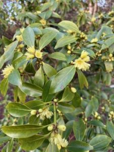 Illicium anisatum