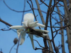 Magnolia campbellii (ACUG 5330)