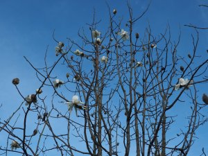 Magnolia campbellii (ACUG 5330)