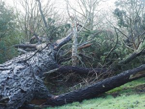 Magnolia ‘Susannah van Veen’