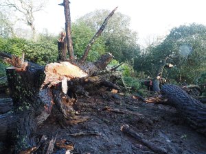 Pinus insignis at Donkey Shoe