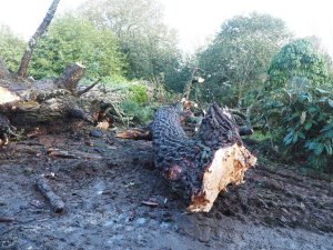 Pinus insignis at Donkey Shoe