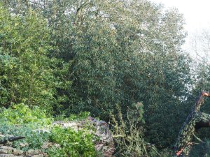 Pinus insignis at Donkey Shoe