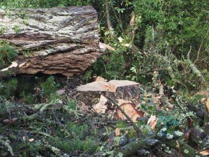 Pinus insignis at Donkey Shoe