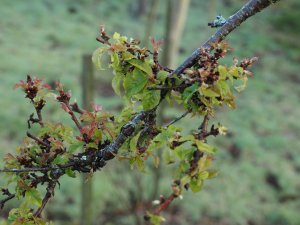Prunus x incam ‘Okame’