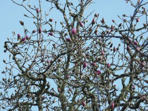 Magnolia sargentiana var. robusta x M. sprengeri