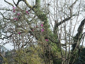 Magnolia ‘Lanarth’ (New Zealand form)