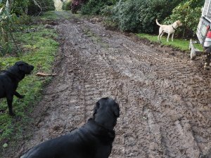 The mess on the paths