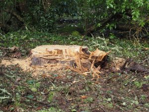 The trunk of the Scots pine