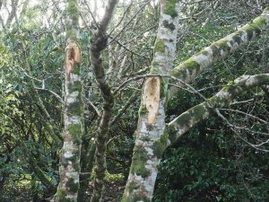 Magnolia x loebneri ‘Merrill’