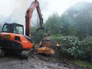 monstrous pine at Donkey Shoe is going onto the fire