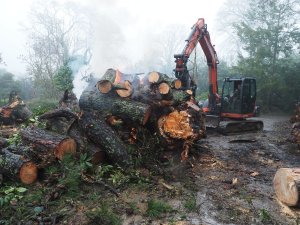 monstrous pine at Donkey Shoe is going onto the fire