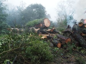 monstrous pine at Donkey Shoe is going onto the fire