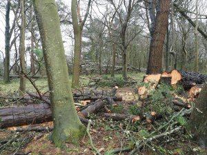 The front entrance at Trewithen on the left
