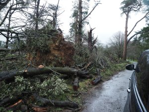 The front entrance at Trewithen on the left