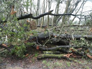 The front entrance at Trewithen on the right