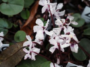 Cyclamen coum ‘Album’