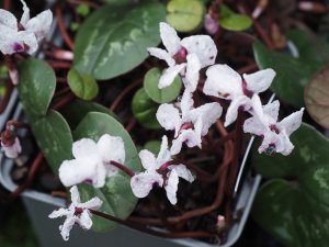 Cyclamen coum ‘Album’
