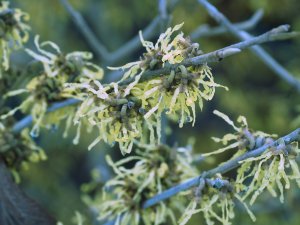 Hamamelis × intermedia ‘Arnold Promise’