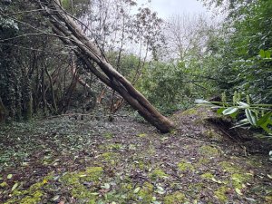 windblown Nothofagus