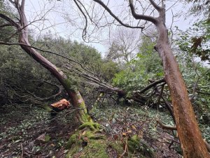 windblown Nothofagus